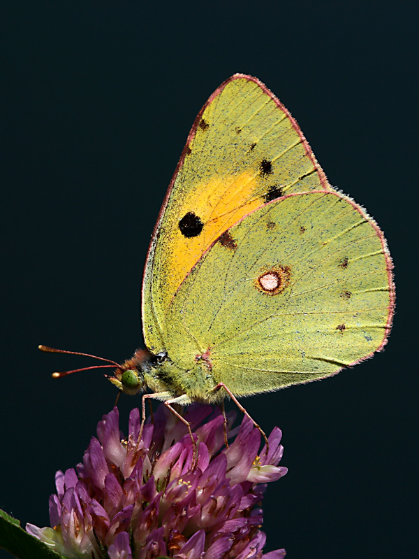 Colias crocea